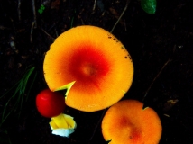 Ģ