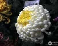 㣨26