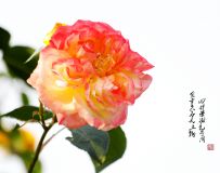 ¼ʢ2