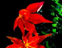 ˪Ҷڶ»(ֻӰ)