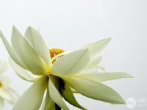 ţʮ