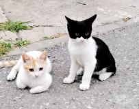ƴ
