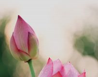 Ƕ12