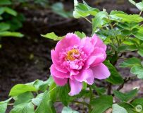 ĵ������