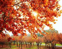 �����羰25.28