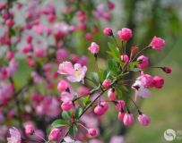 ��˿����