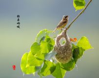 ź лȸ