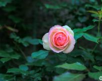 ˼