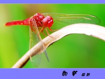 ź