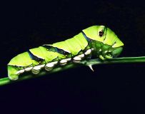 ���ٷ���׳�