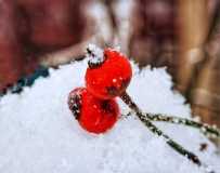 《雪中小红果》（手机拍摄）