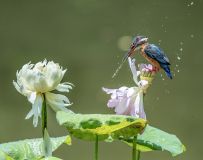 ˮ