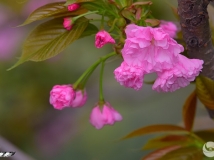 ͩزӣʢӣ8