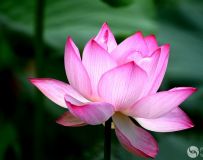 ׺ʪغɻޣ15