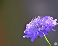 Ӱٻ 7