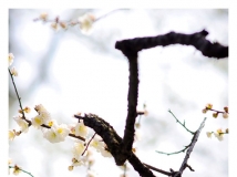÷ (⿨r135/2.8)