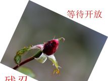 ѩС