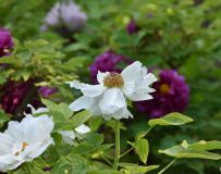 ĵ������