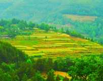 ǱҰ