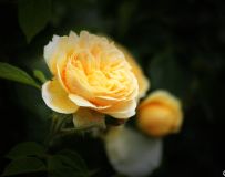 ¼1