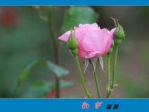 1255ͩزŷɫ¼
