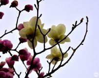绨
