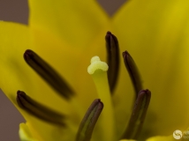 ٺϡ