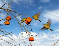 ��ȸ����