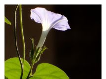 ǣţ