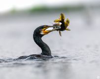 չʾ
