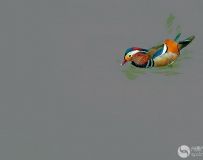 Ȼ