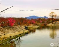 南阳塔山梅花园采