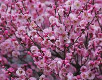 ӽ÷22