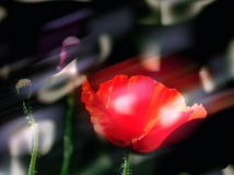 ҡҷˡ