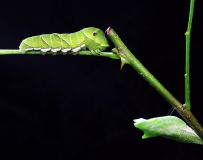 ׳Ӽ