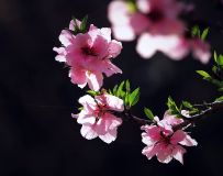 һ