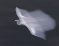 ɡ