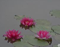 ˯ 1