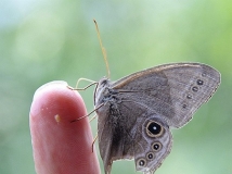 戈子指尖上的眼蝶