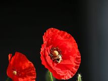 ˡ