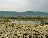 쵽 ֦ 4