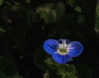 š