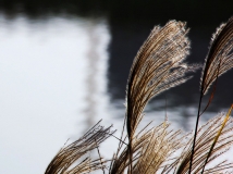 ˮ2