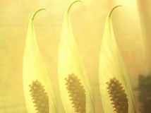 һ˳