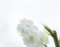 滨