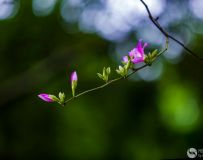 紫荊