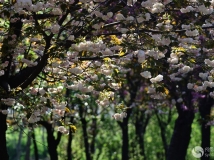 ͩزӣ.Ӱ04