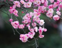 ӽ÷23