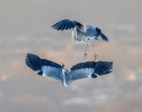 ӭս---- ףÿͼƬѡ