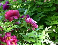 ĵ������